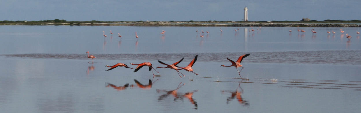 Vliegende flamingo