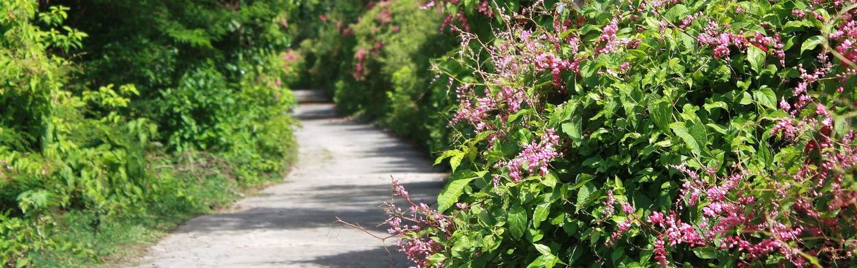 St.Eustatius_road_through_flowers