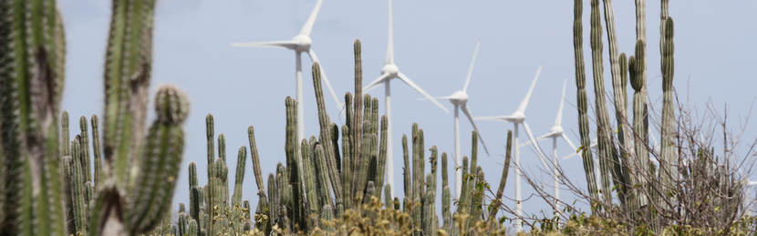 Windmolen en cactus